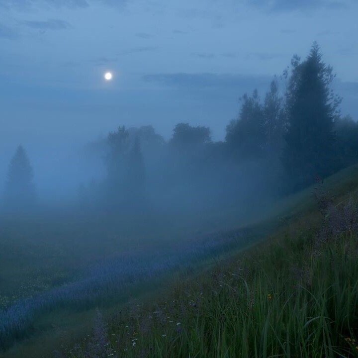 На тихих лугах Ленинградской области - 7