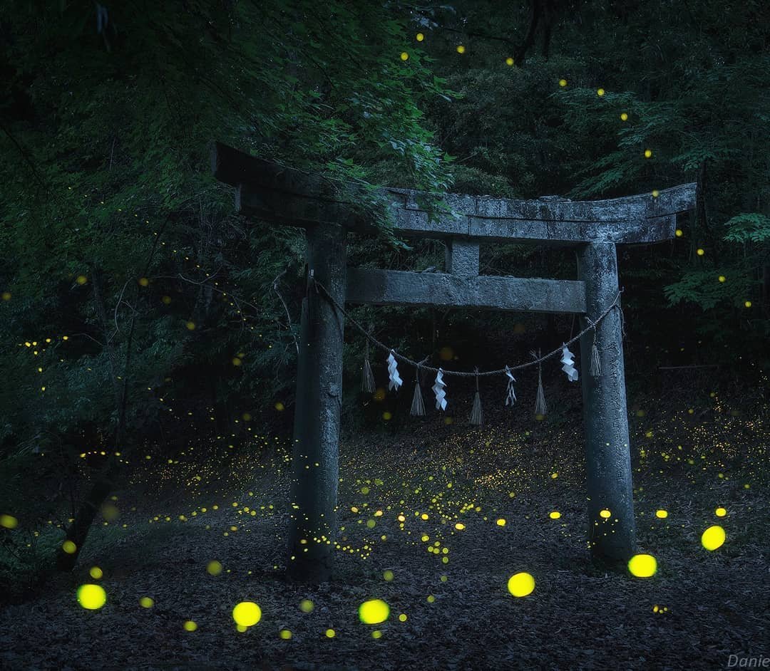Стайка светлячков в лесу, Япония. Просто волшебно!