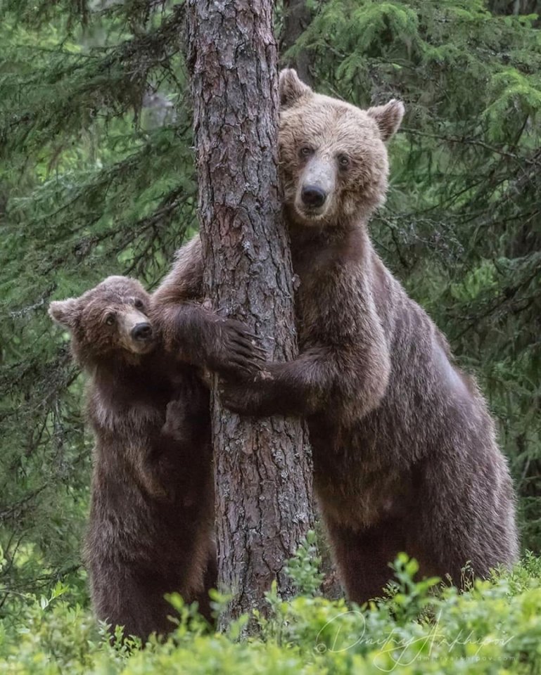 Настоящие цари леса