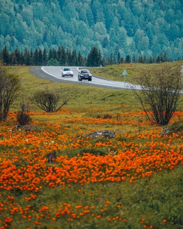 Алтай - жемчужина России  - 8