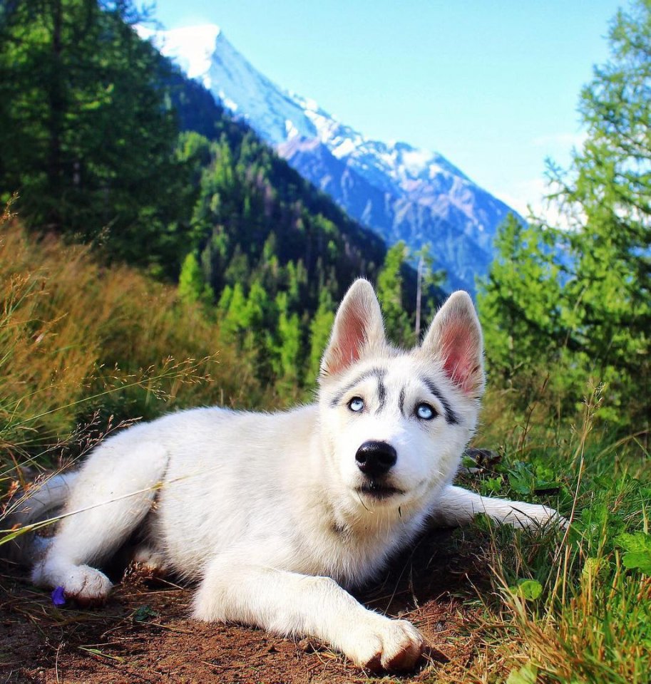 Невероятный взгляд сибирского хаски