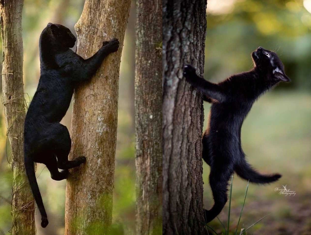 Маленькие и большие котики - 7