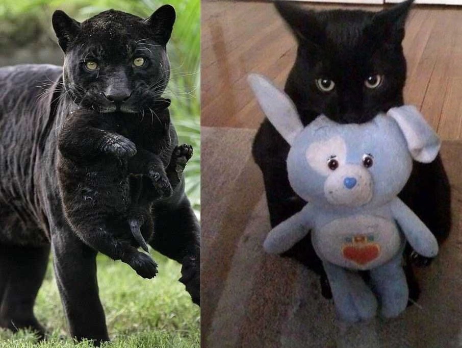 Маленькие и большие котики - 6