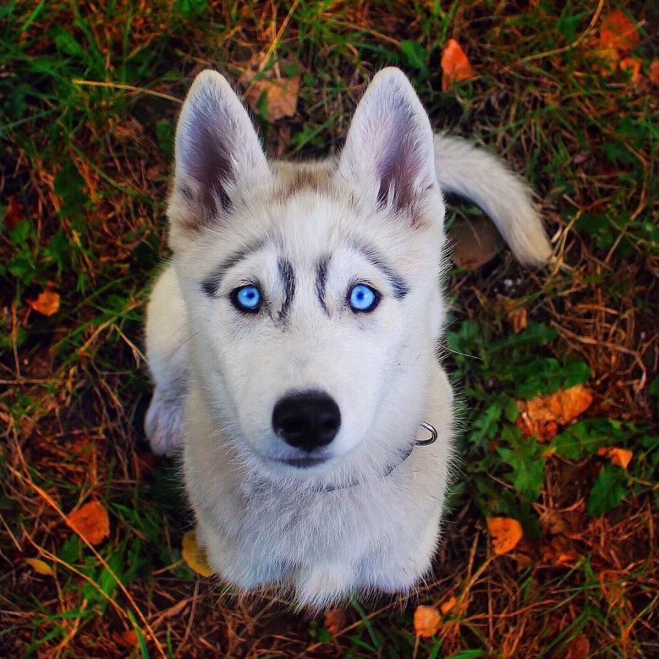 Невероятный взгляд сибирского хаски - 5