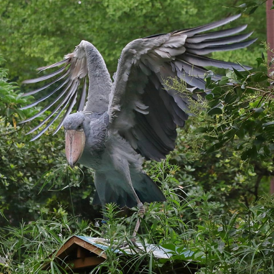 Китоглав - такая необычная птичка! - 7