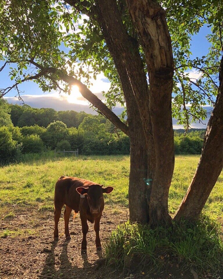 Лето в деревне - лучшее лето - 8