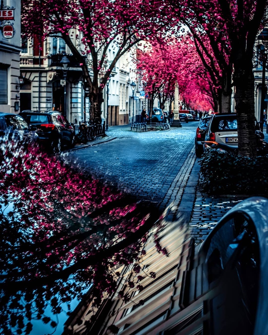 Вишневое настроение в Бонне