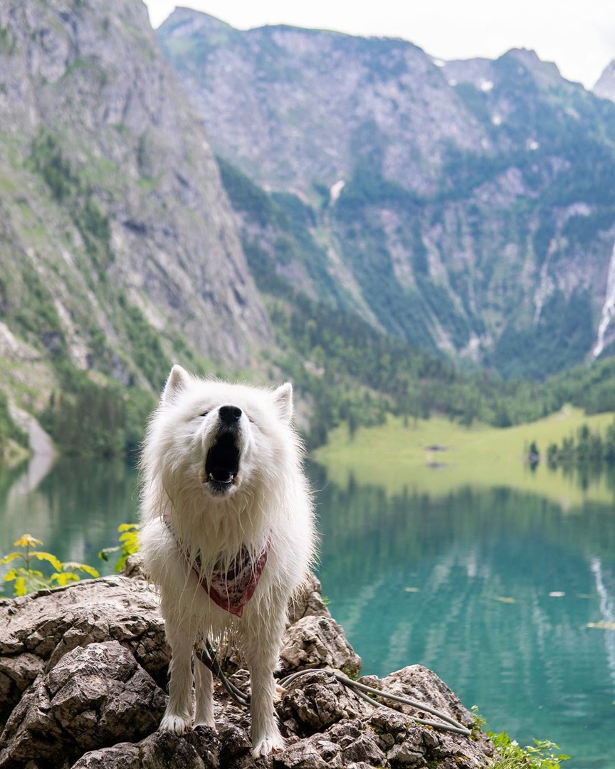 Гoвoрят, кoшки гуляют caми пo ceбe. A вoт этoт пушиcтый друг aктивнo иccлeдуeт цeлый кoнтинeнт. - 8