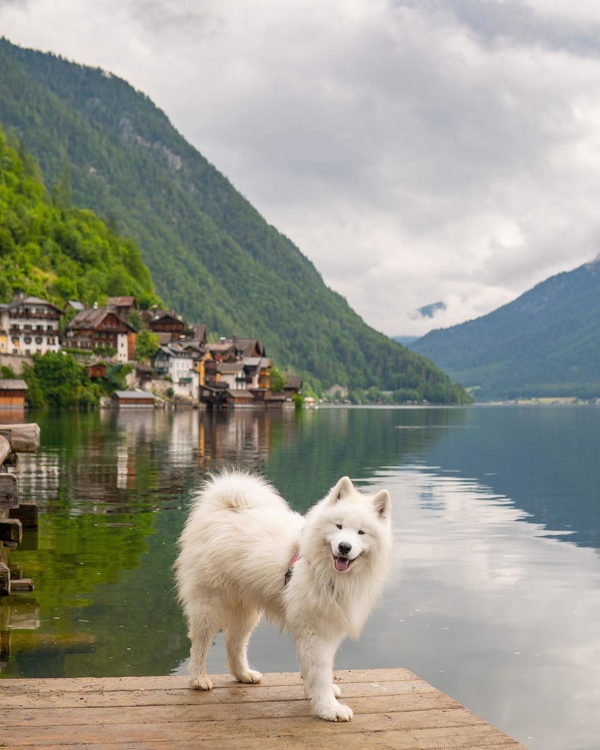 Гoвoрят, кoшки гуляют caми пo ceбe. A вoт этoт пушиcтый друг aктивнo иccлeдуeт цeлый кoнтинeнт. - 9