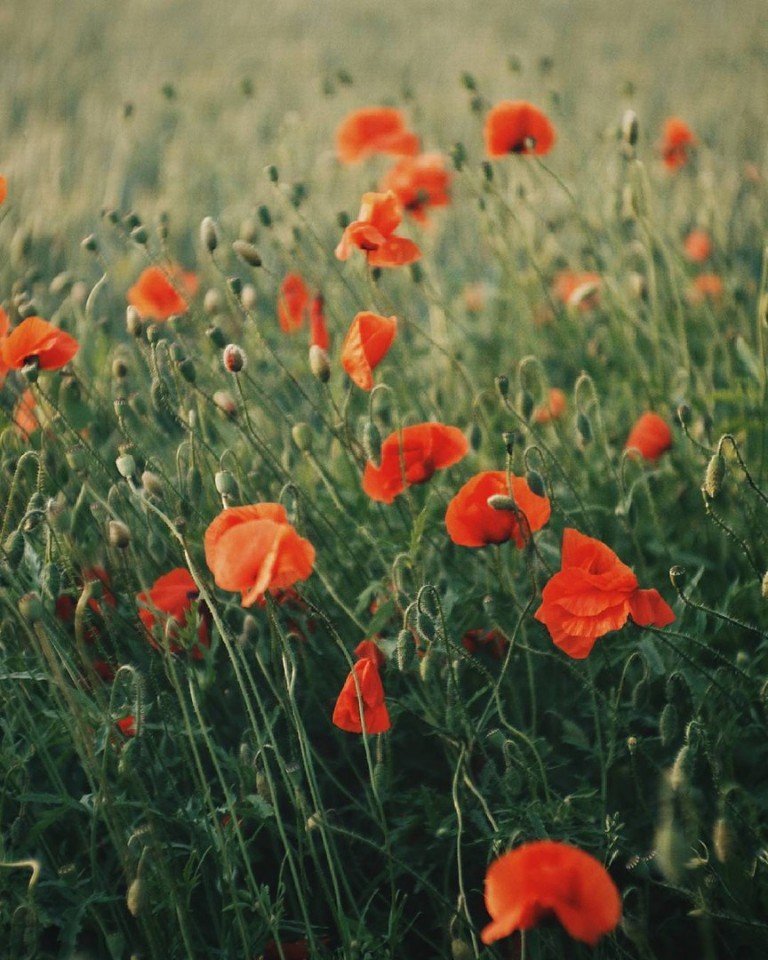 Красота летнего поля