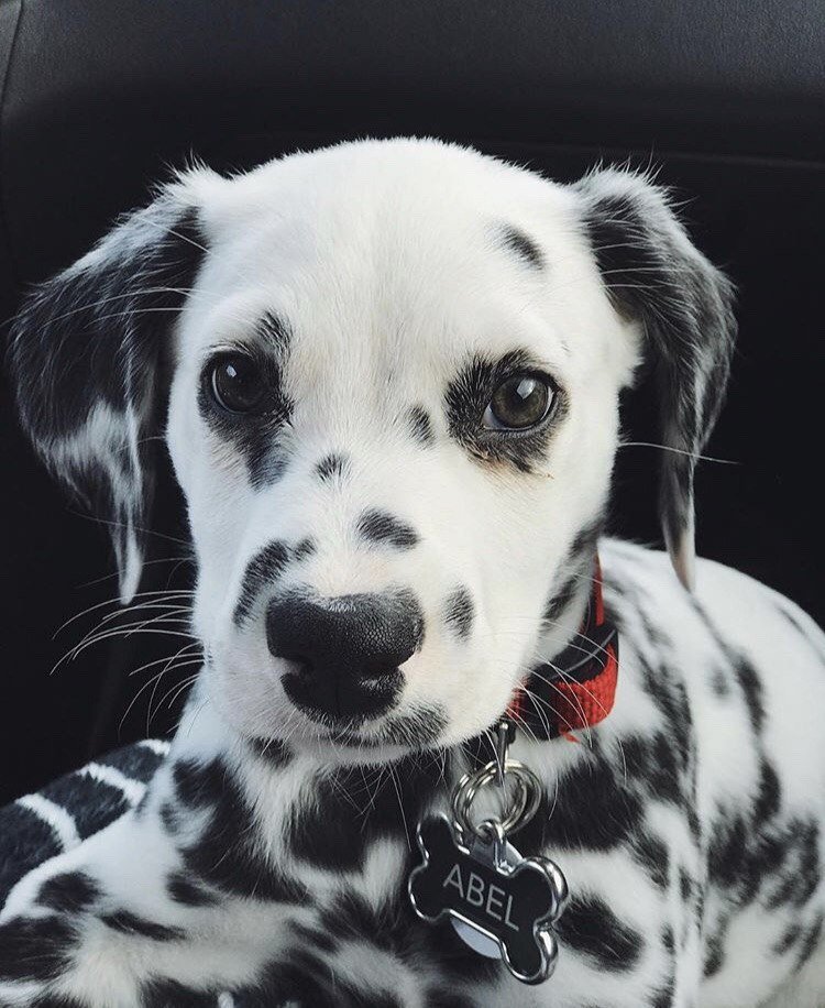 Пятнистое чудо природы