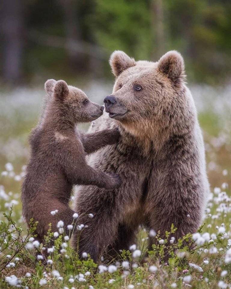 Настоящие цари леса - 5
