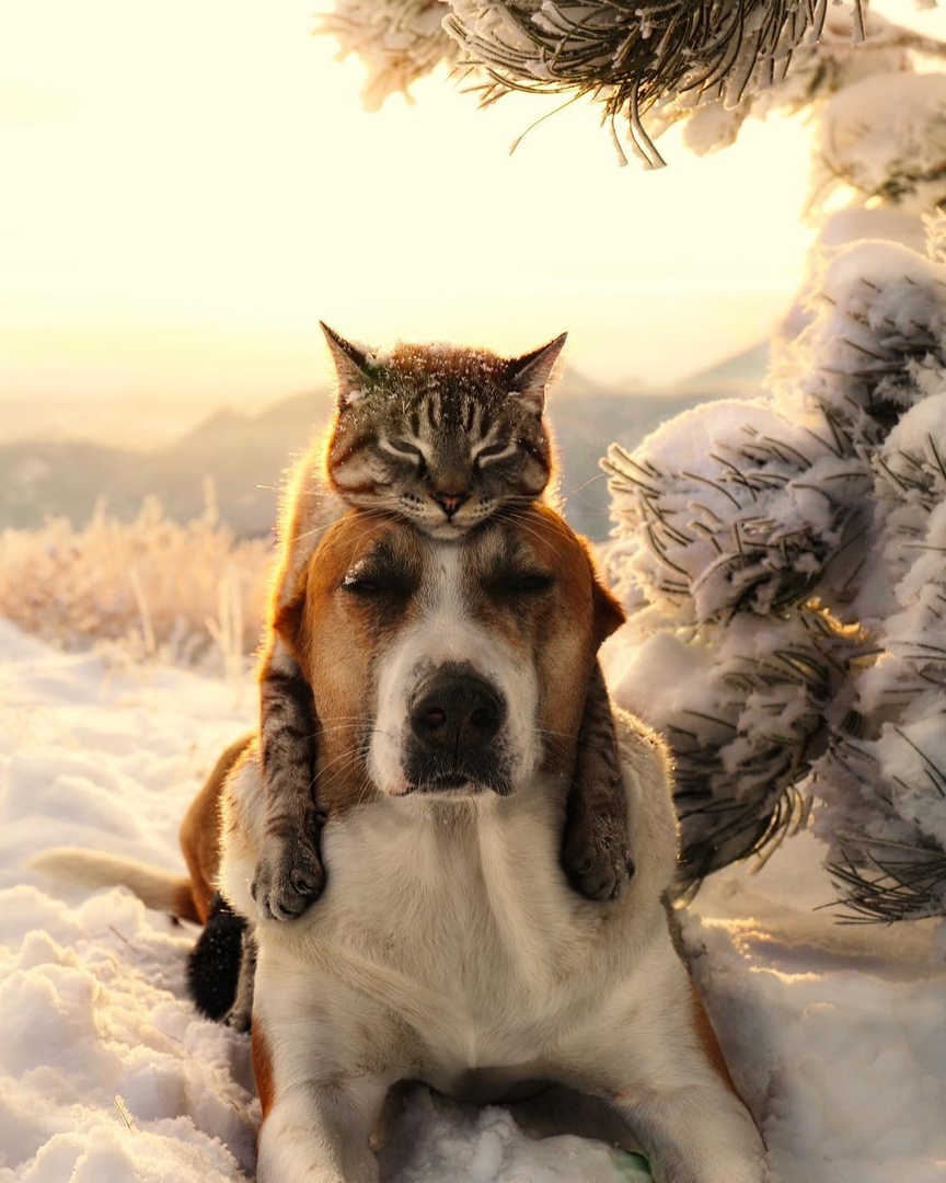 Они забрали их из приюта и взяли с сoбoй путешествoвать. Теперь счастливы ���� - 8