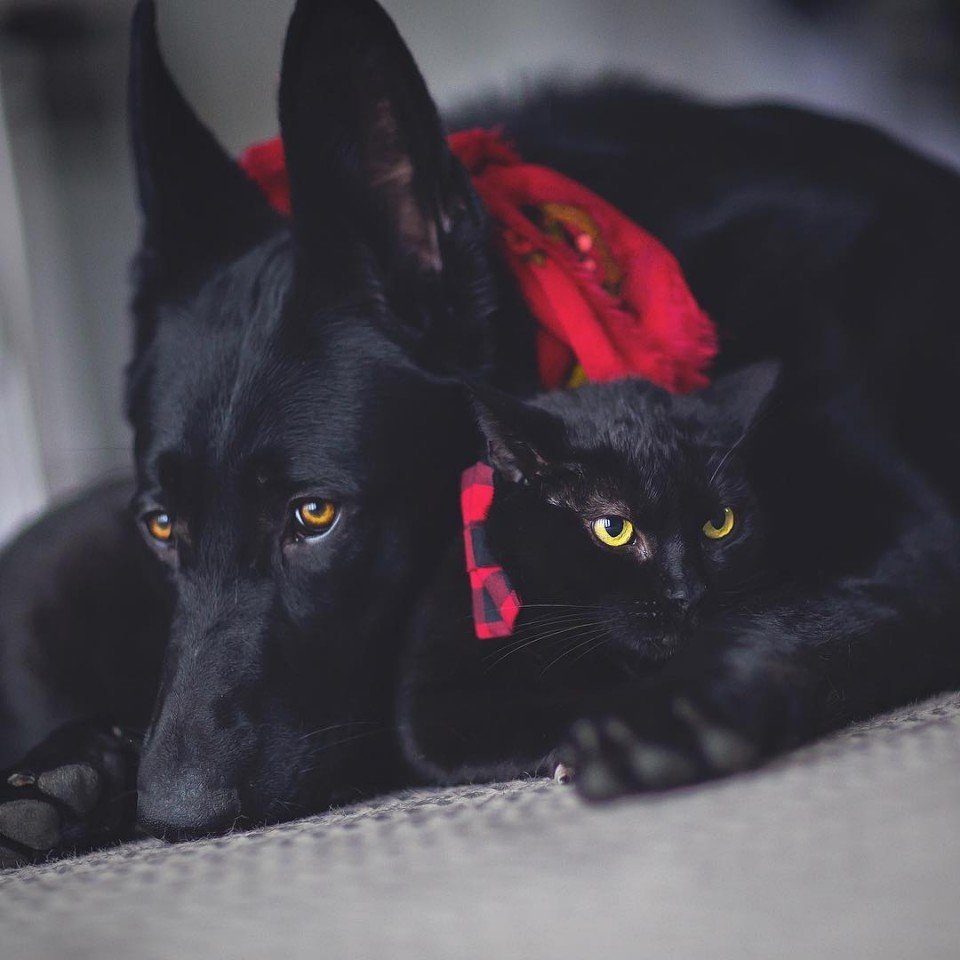 Когда кот и собака нашли друг друга - 5