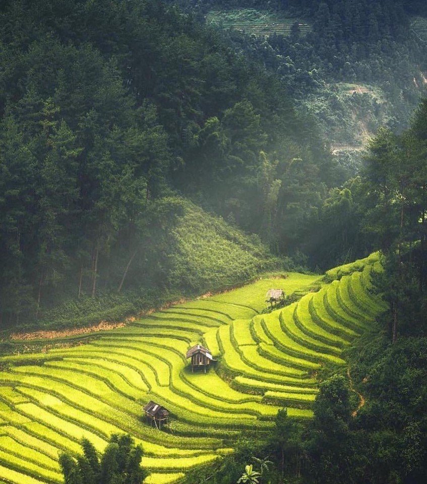 Рисовые поля Вьетнама