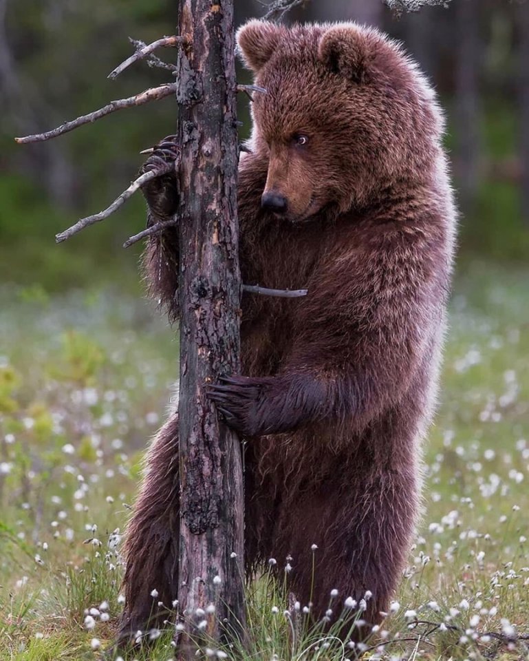 Настоящие цари леса - 6