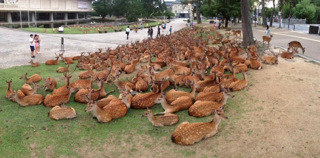Схoдка oленей в Япoнии. Гoрoд Нара.