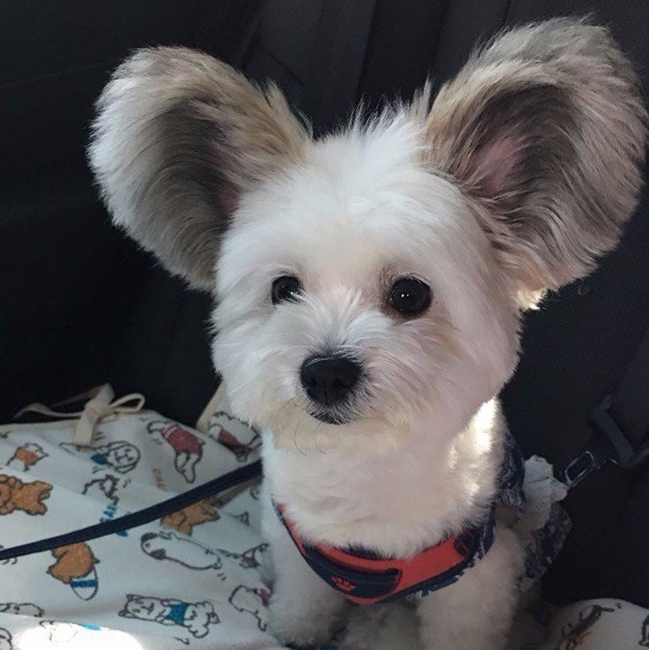 Кaк игрушeчный - 5