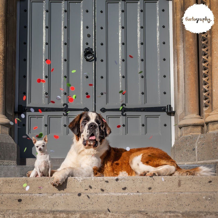 Четвероногие молодожены - 3