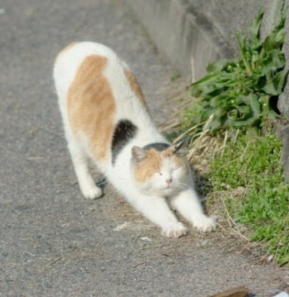 Утренние потягушки - 5