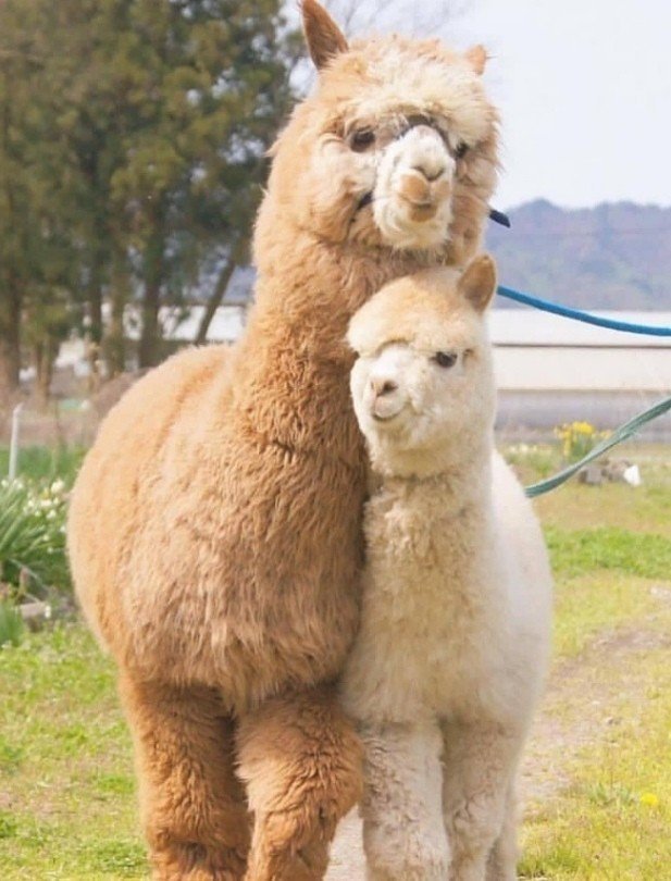 Милых пушистых альпак вам в ленту