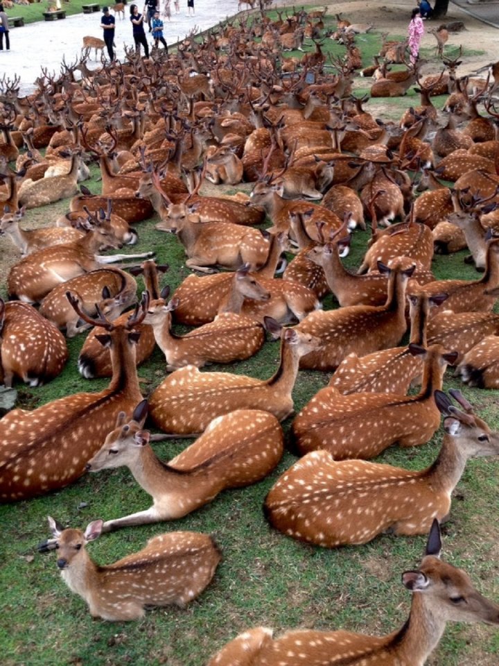 В японском городке Нара вместо кошек по улицам бродят табуны оленей
