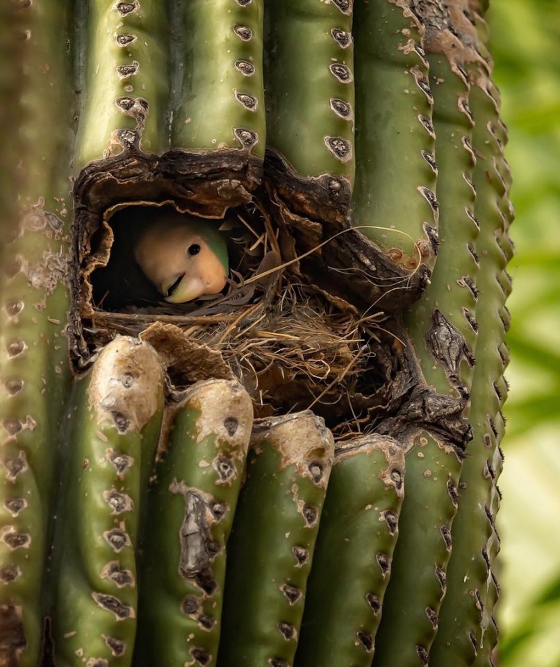 Гнездо попугайчиков в кактусе