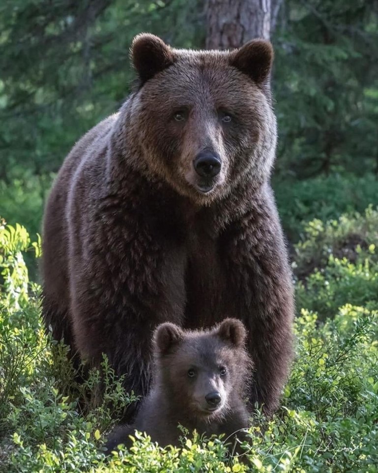 Настоящие цари леса - 7