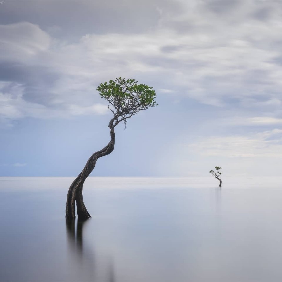 Танцующие деревья на острове Сумба, Малые Зондские острова, Индонезия - 8