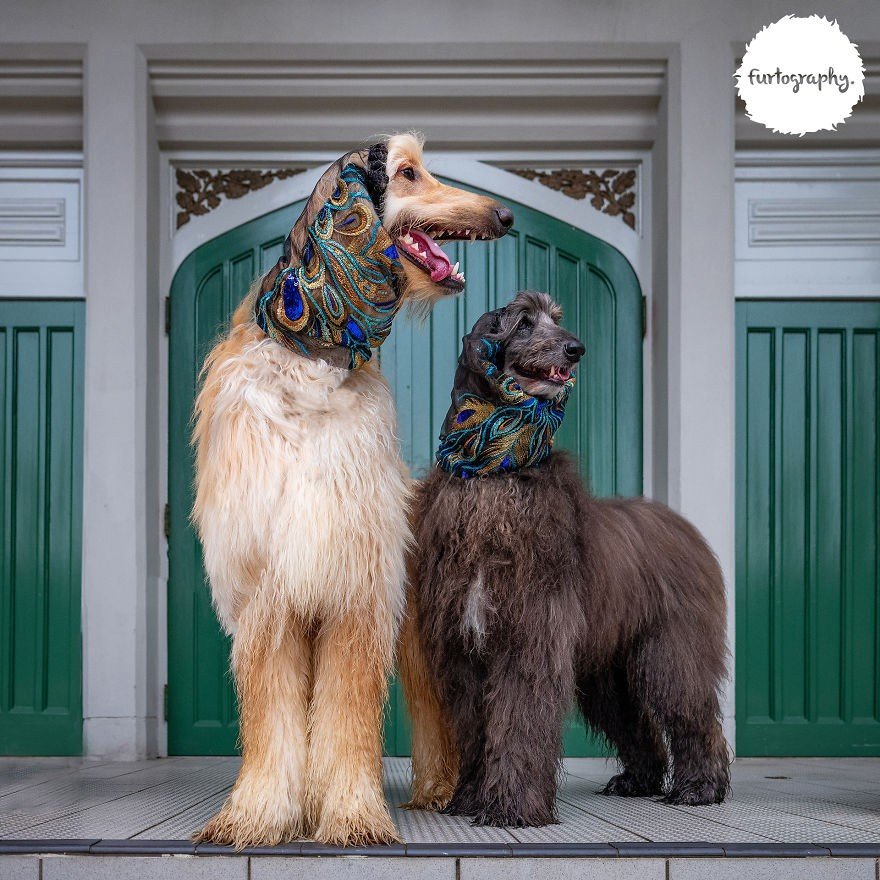 Четвероногие молодожены