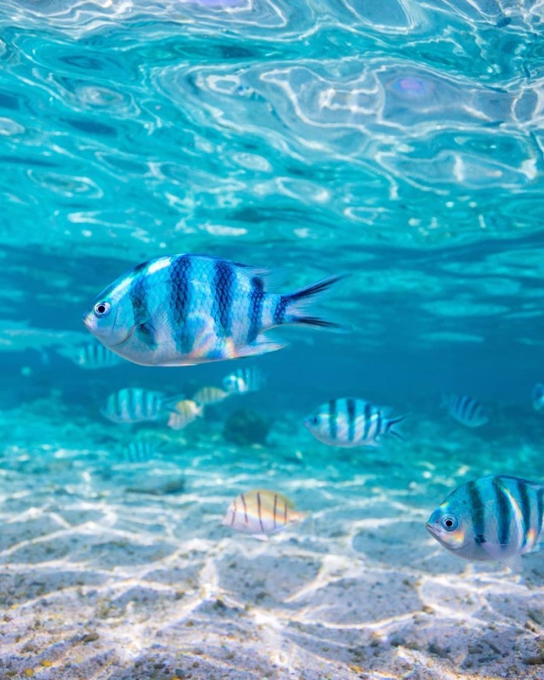 Душа требует моря