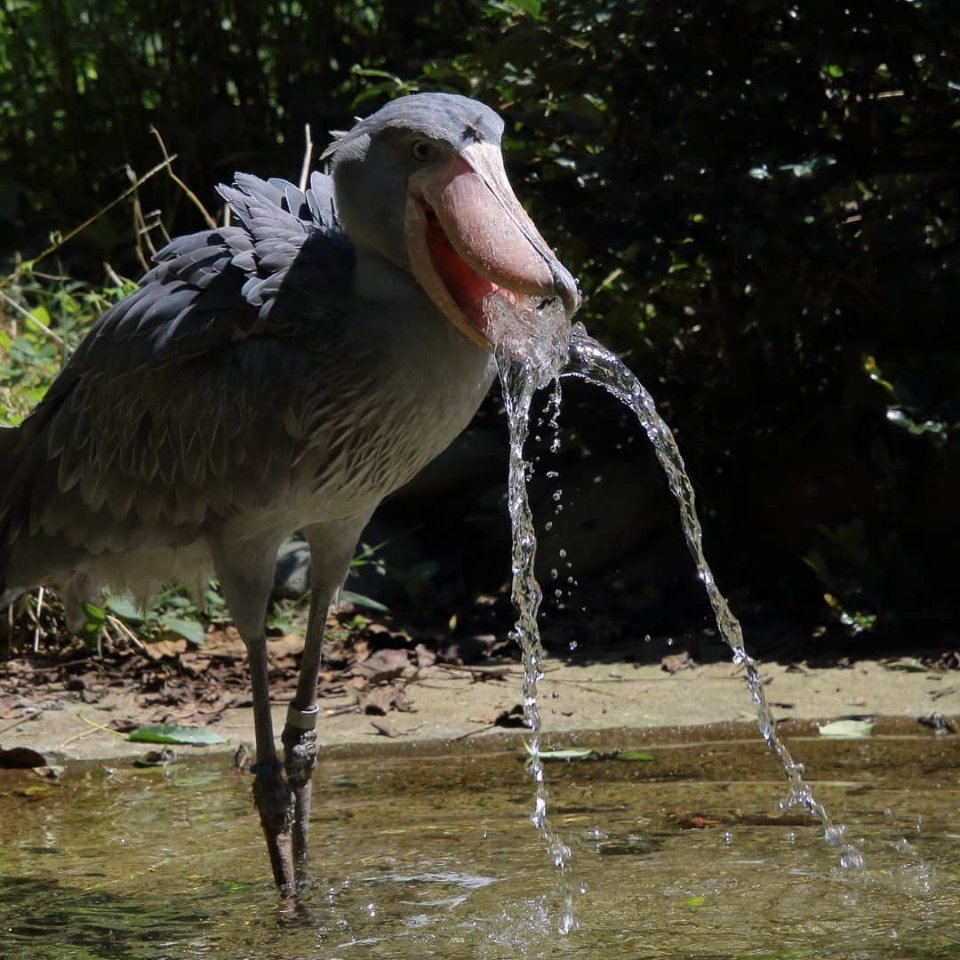 Китоглав - такая необычная птичка! - 5