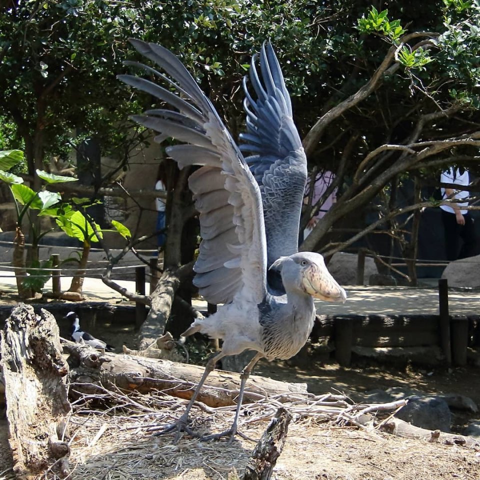 Китоглав - такая необычная птичка! - 9