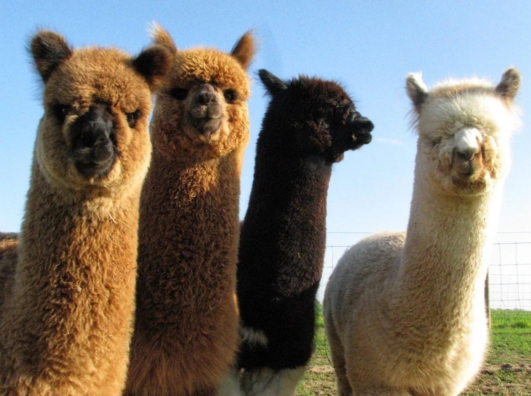 Милых пушистых альпак вам в ленту - 6