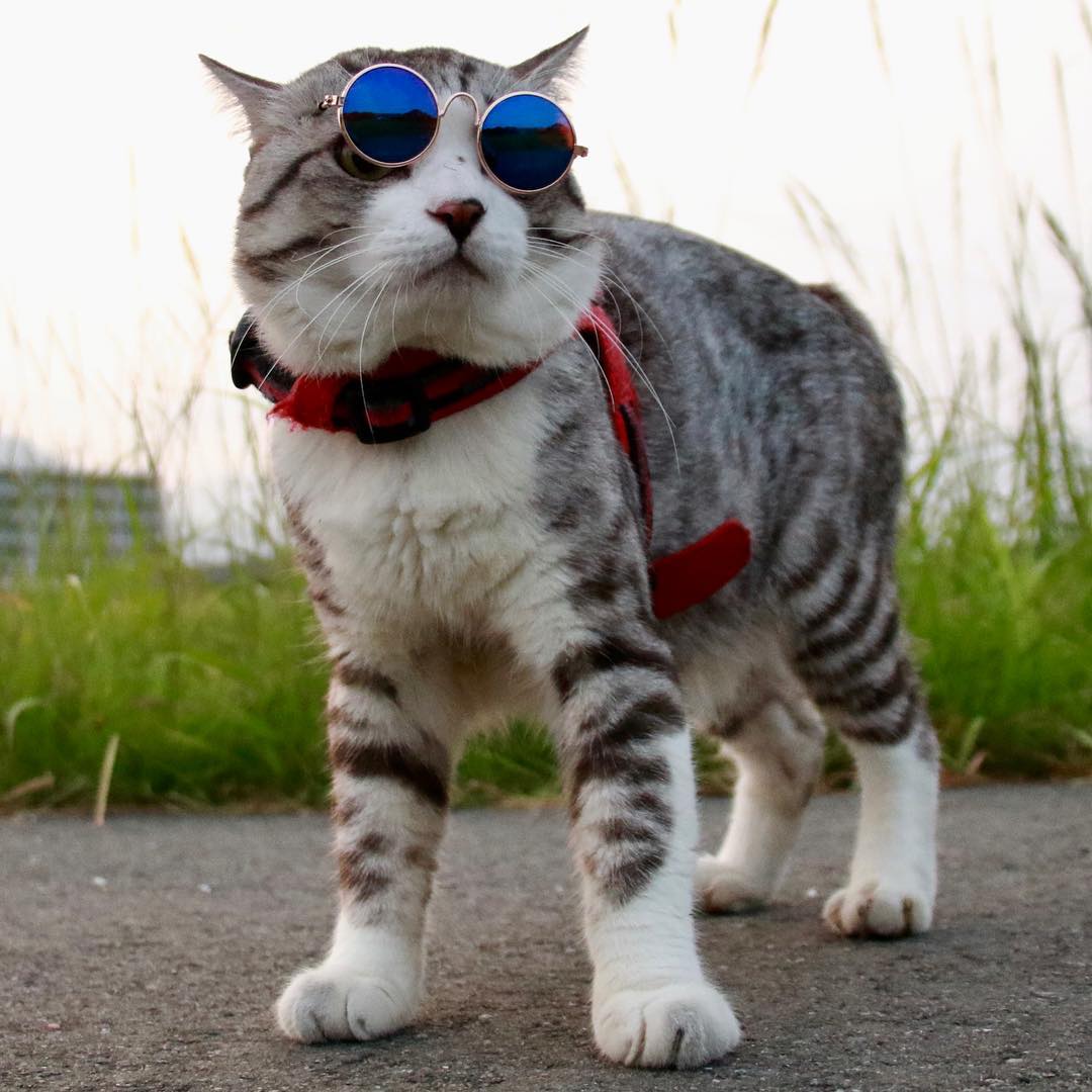 Дaжe этoт кoт путeшecтвуeт бoльшe, чeм я - 7