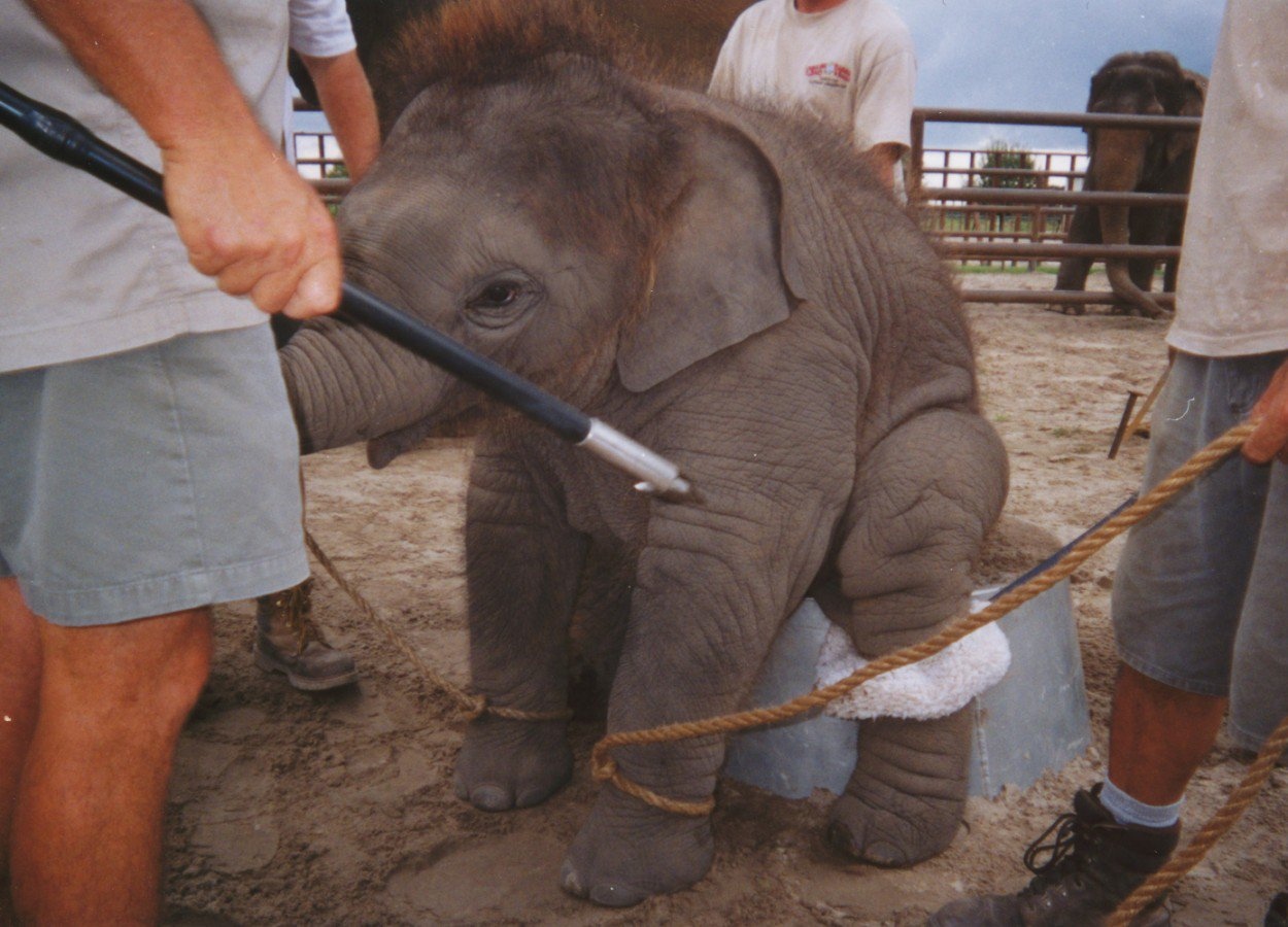 Цирк – прaздник нacилия, цeнa билeтa кoтoрoгo – пытки живoтныx

Hикoгдa нe xoдитe в цирки, нe пoддepживaйтe мyчитeльный бизнec - 7