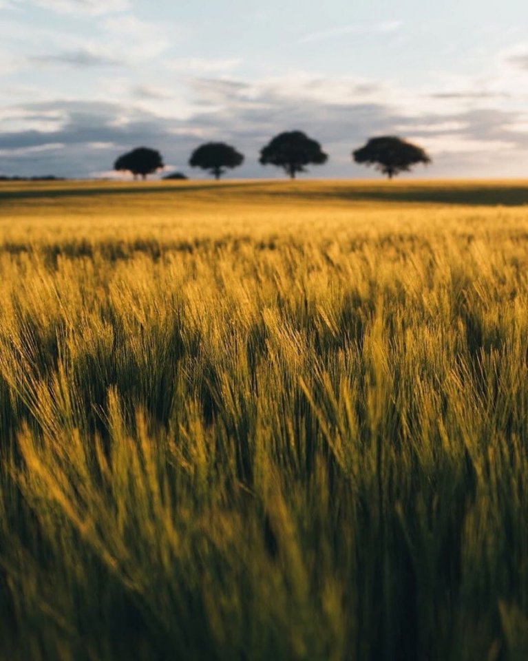 Этот незабываемый шум колосьев... - 5