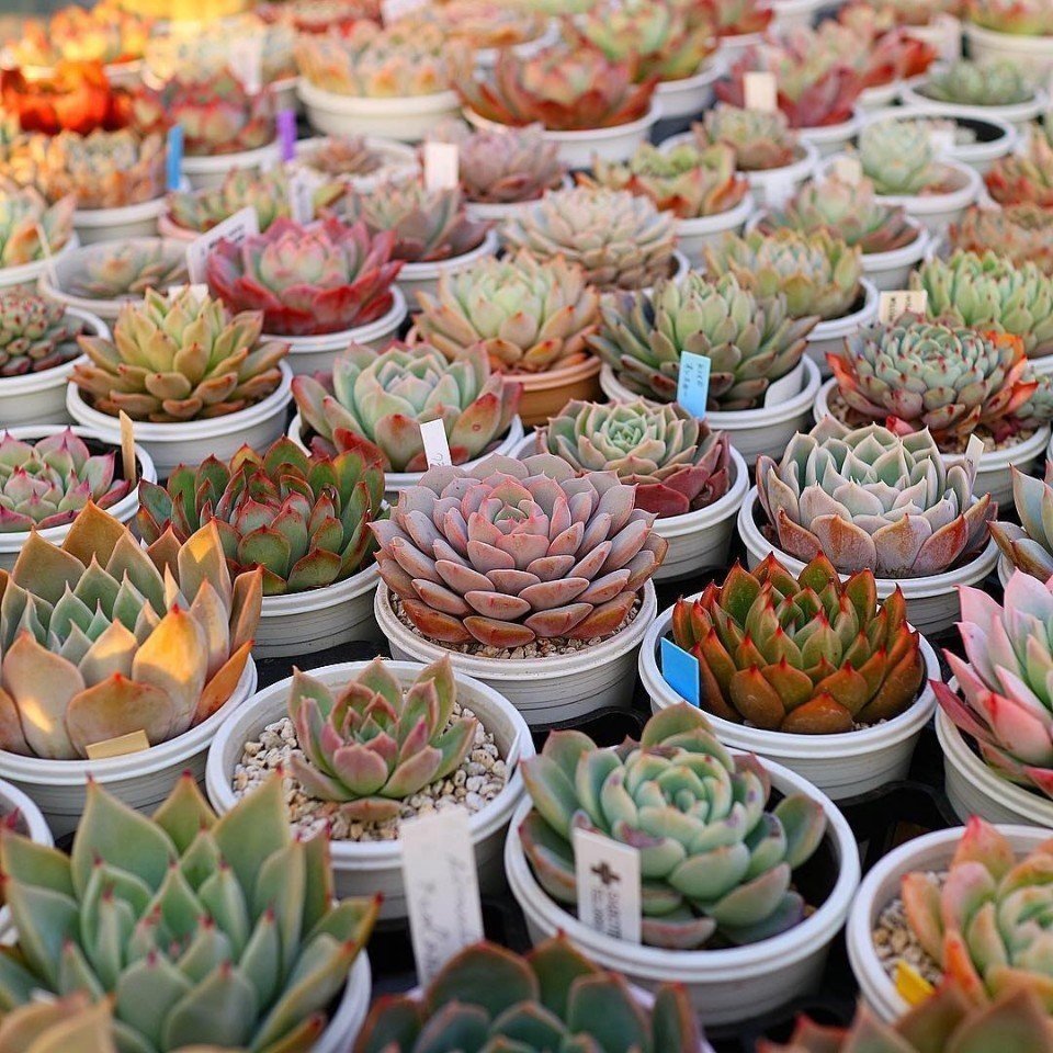 Суккуленты - словно розы из камня