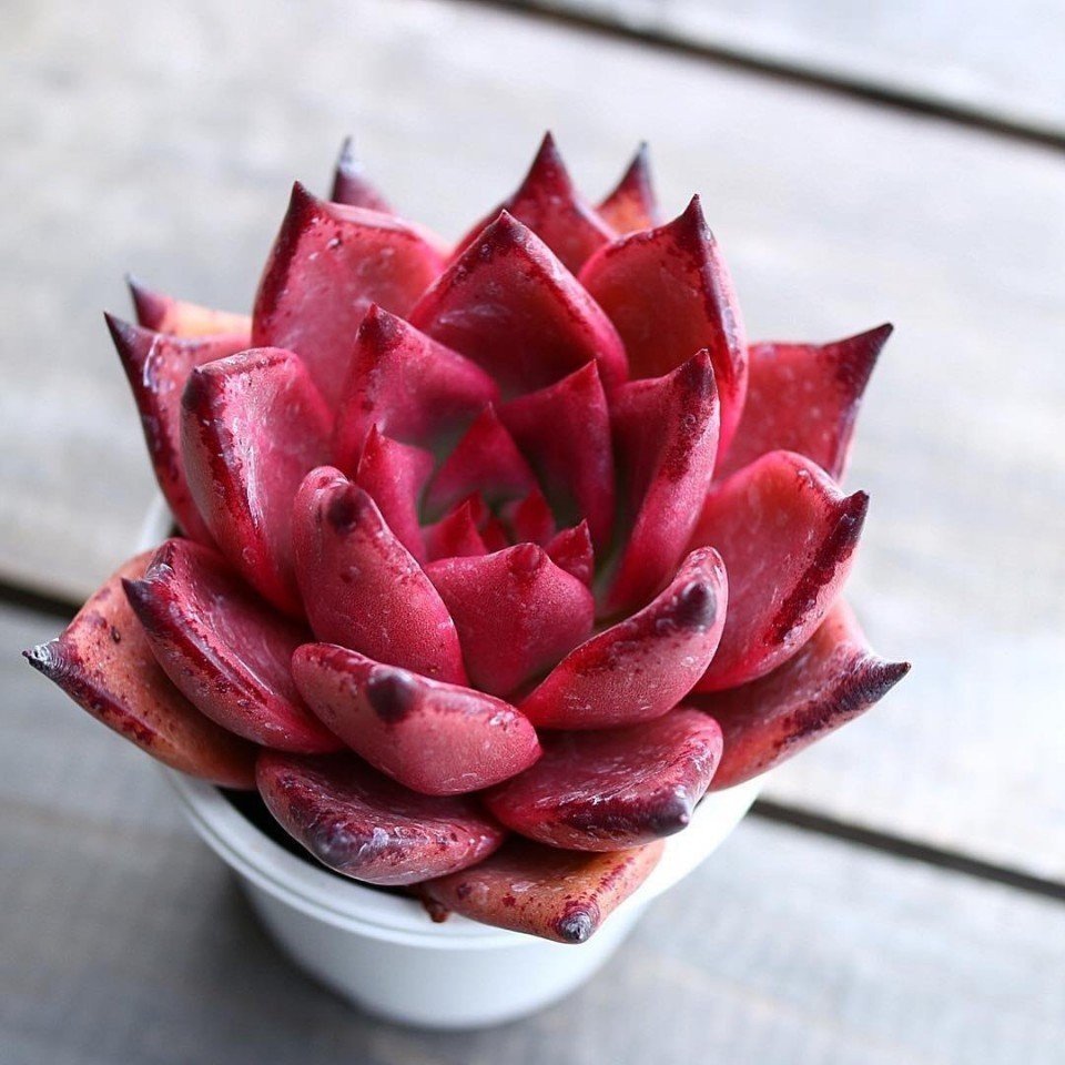 Суккуленты - словно розы из камня - 8