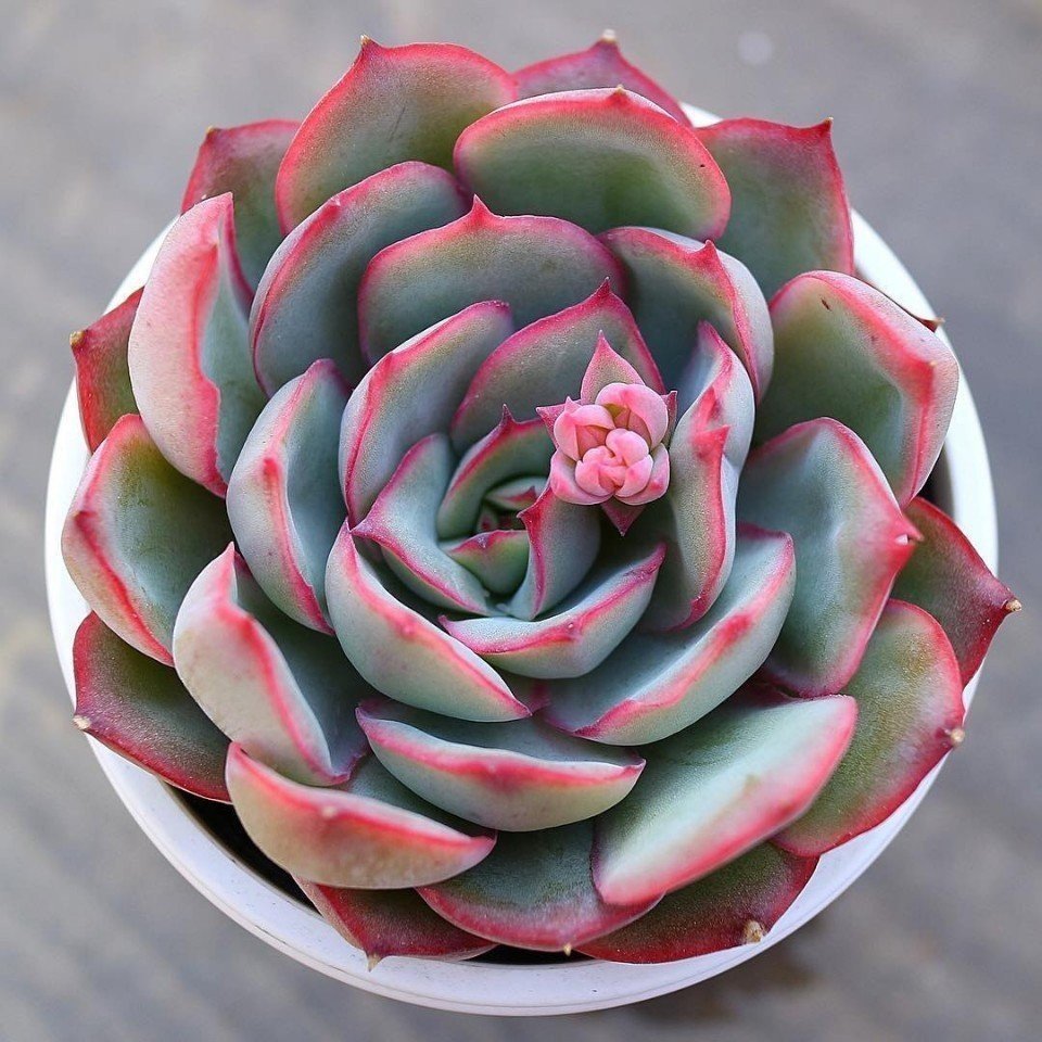 Суккуленты - словно розы из камня - 5