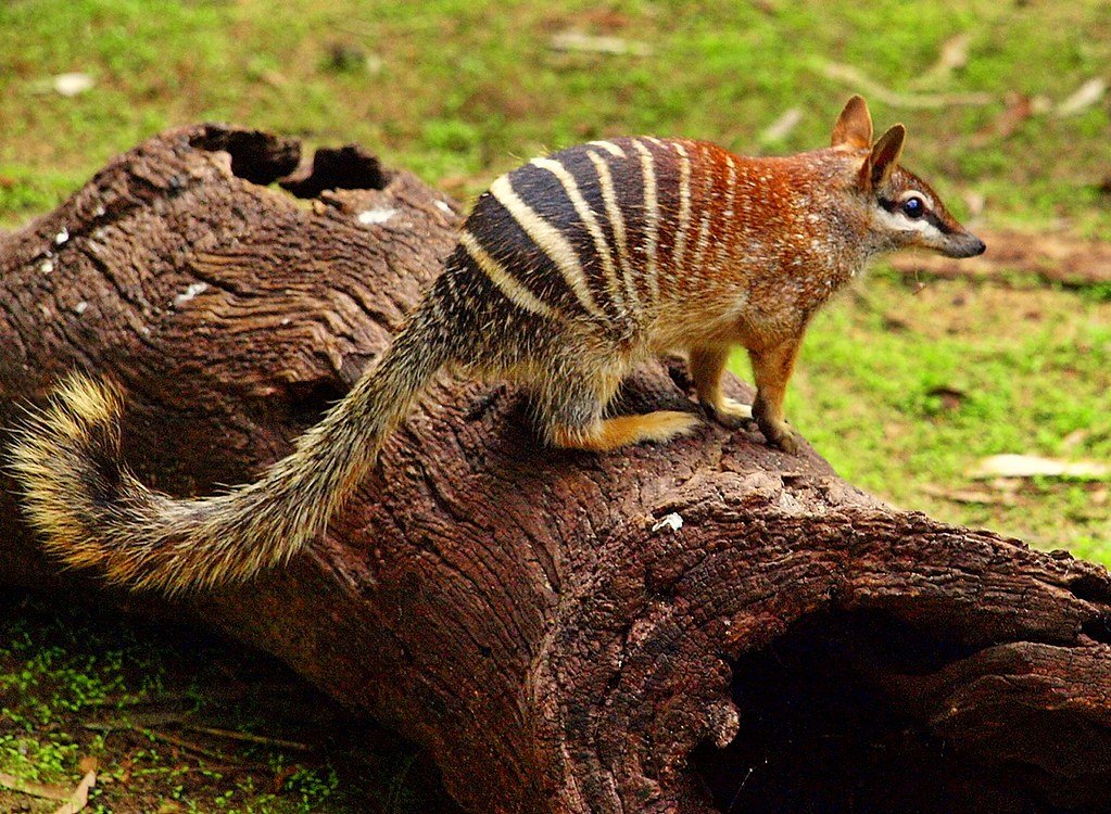 Потешный сумчатый муравьед