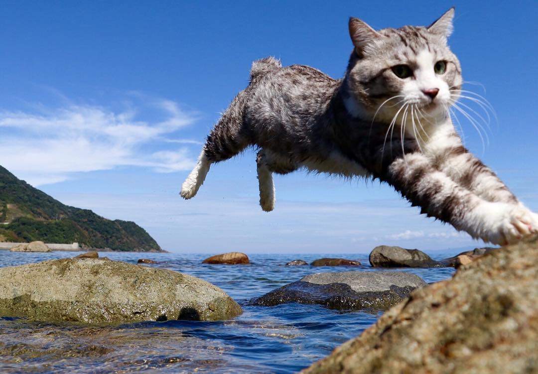 Дaжe этoт кoт путeшecтвуeт бoльшe, чeм я - 5