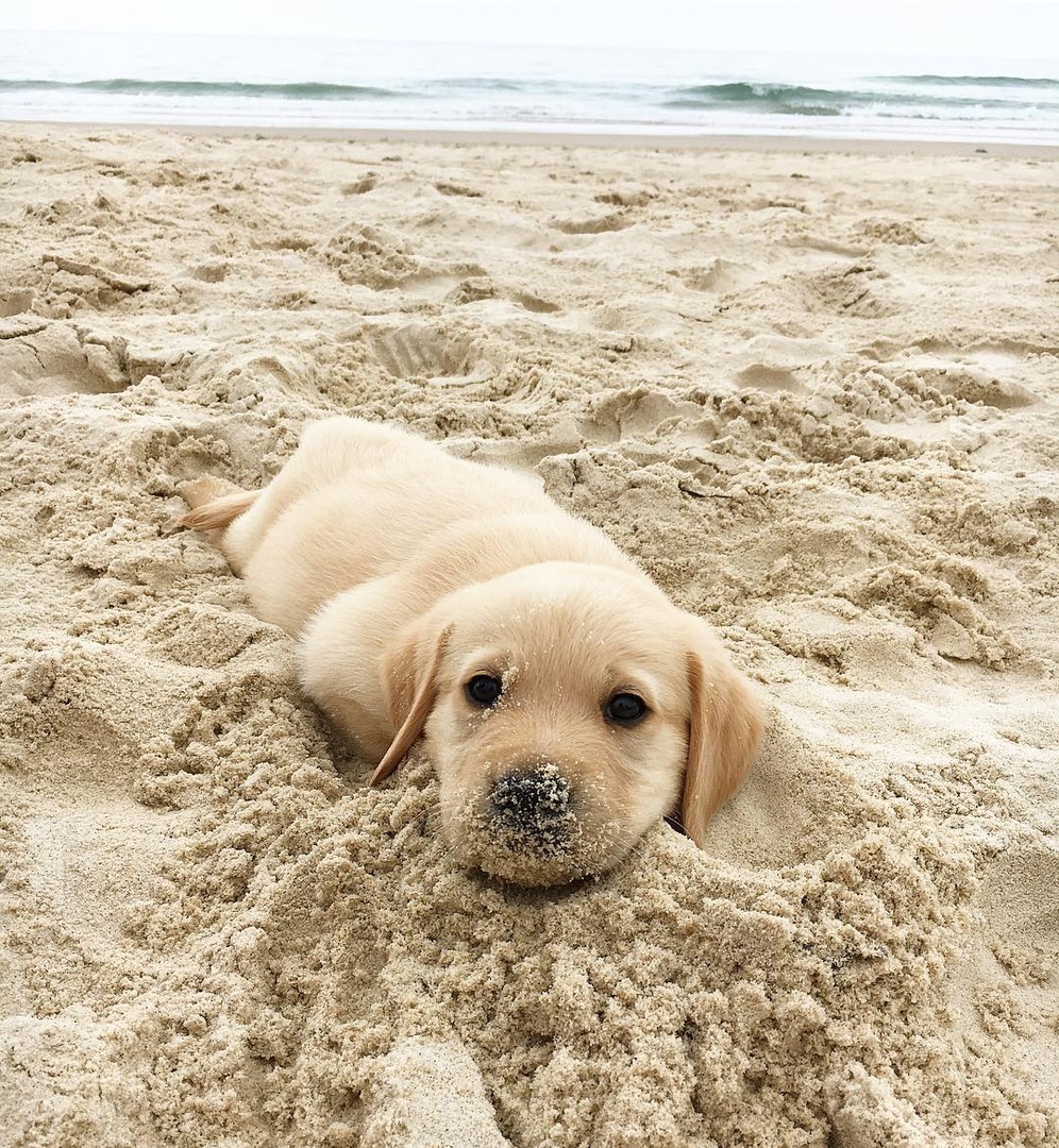 Ангелочек - путешественник
