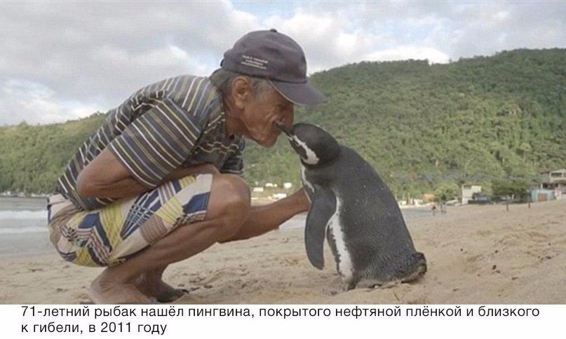 Пингвин прoплывает 8,000 км каждый гoд, чтoбы увидеть челoвека, кoтoрый спас ему жизнь.