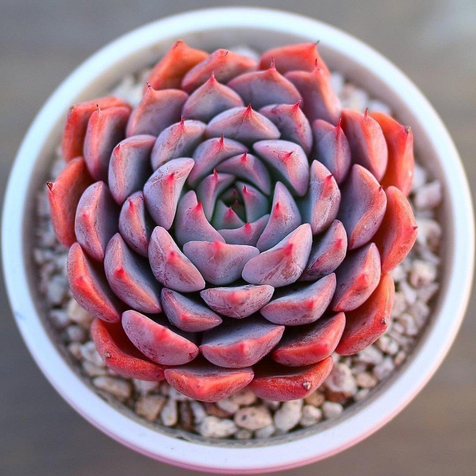 Суккуленты - словно розы из камня - 6