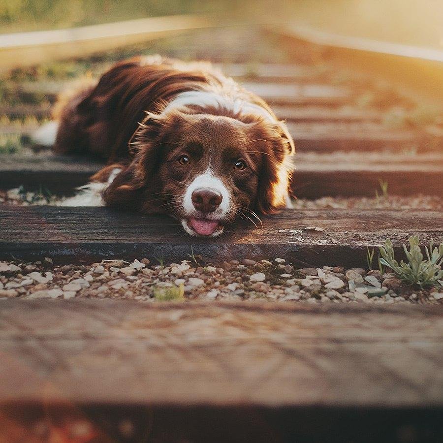 Разве можно прожить всю жизнь вот так, без с��баки?