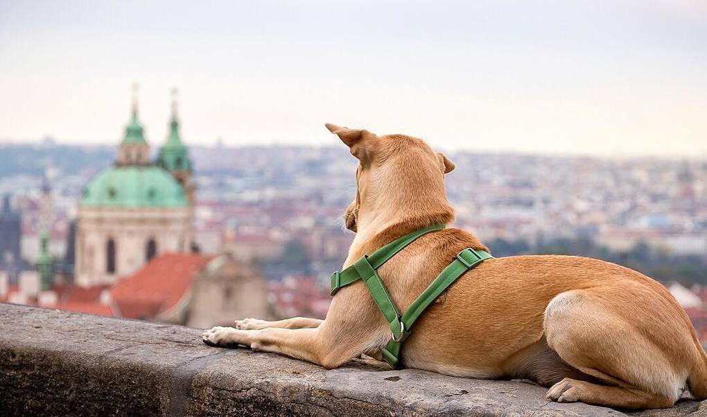 Когда тебя подобрали в Индии и превратили ��вою жизнь в настоящую сказку! - 7