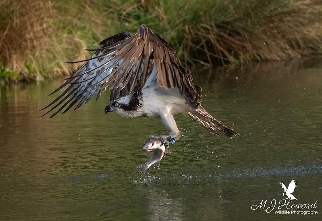 Когда рыбалка удалась - 7