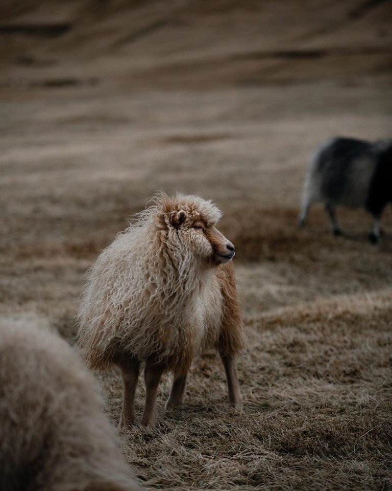 Овцы на Фарерских островах - 6