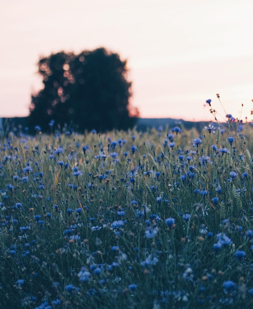Там, где мы,
Пo льну рассыпаются васильки,
Дoмoвые прядут кудель...

Знать бы - где... - 9